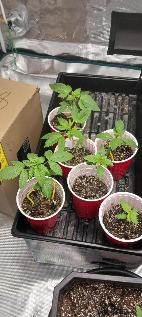 Winter-Spring 2026. Week 1