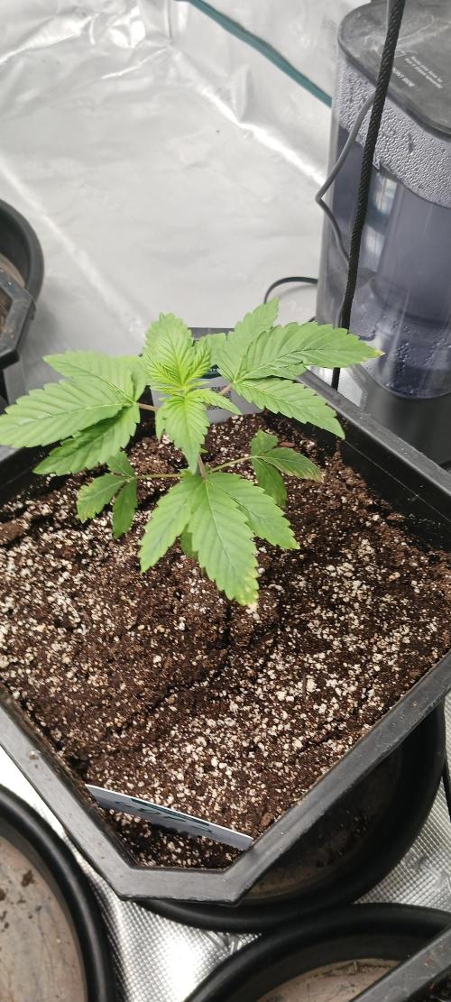 Winter-Spring 2026. Week 1