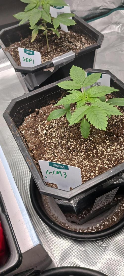 Winter-Spring 2026. Week 1