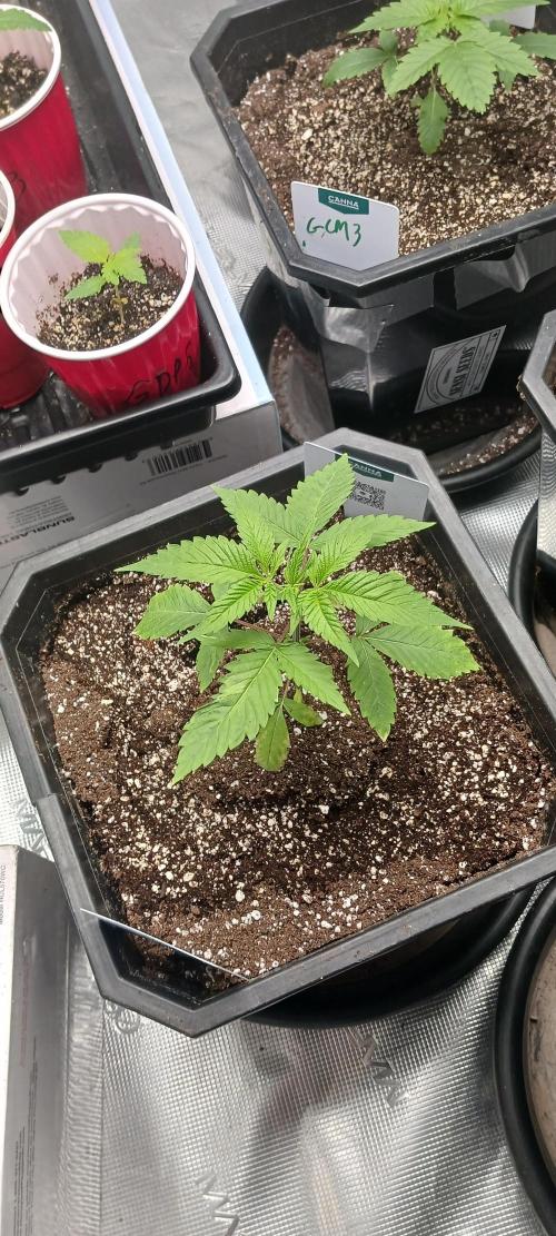 Winter-Spring 2026. Week 1