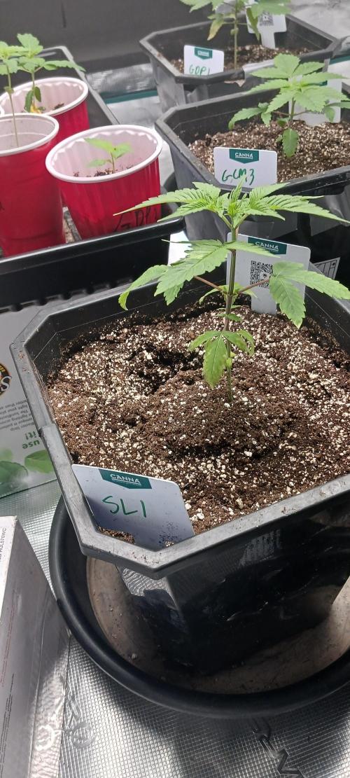 Winter-Spring 2026. Week 1