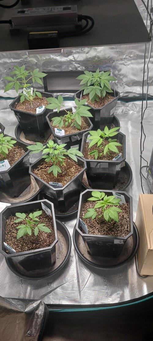 Winter-Spring 2026. Week 2