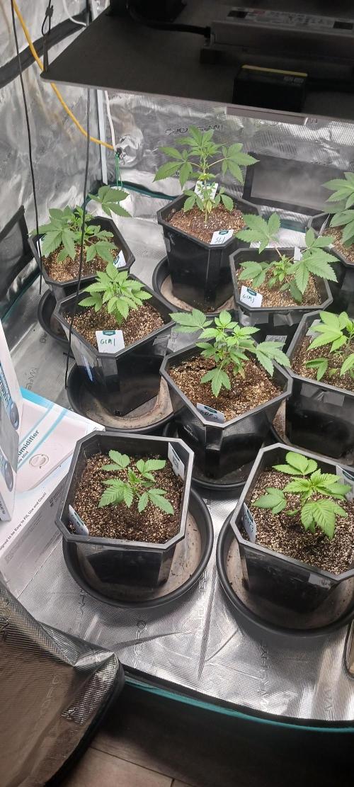 Winter-Spring 2026. Week 2