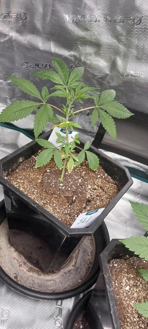 Winter-Spring 2026. Week 2