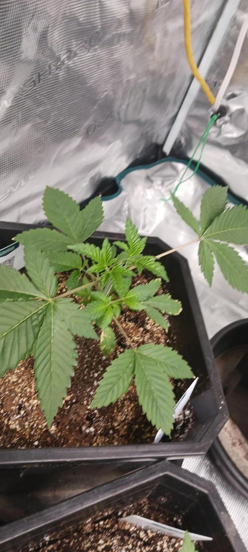 Winter-Spring 2026. Week 2