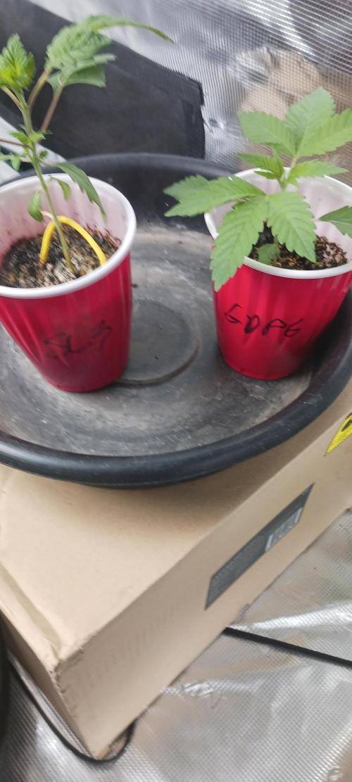 Winter-Spring 2026. Week 2