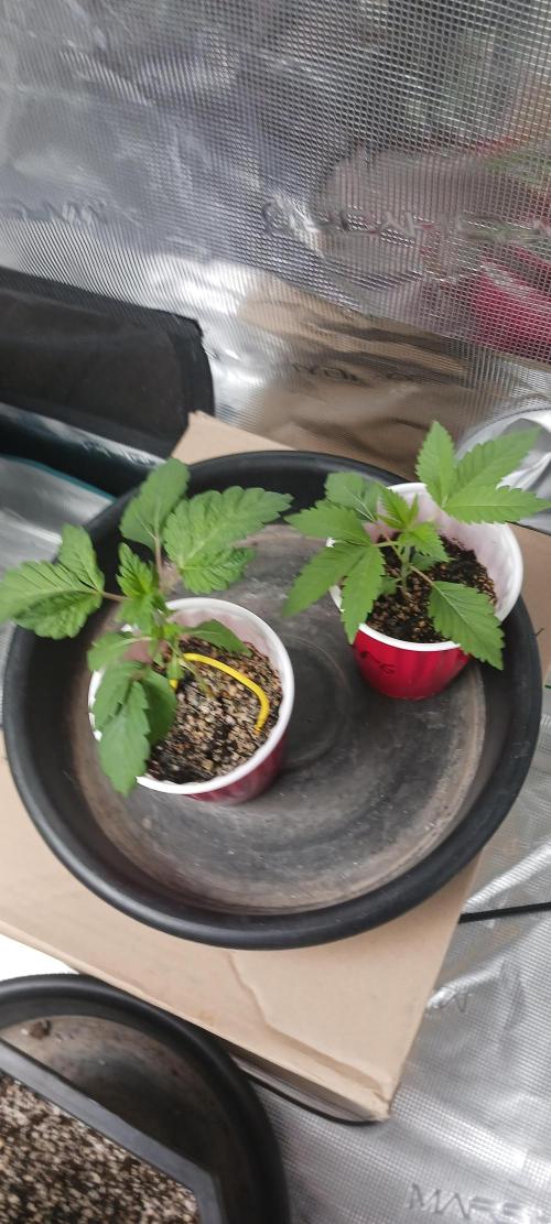 Winter-Spring 2026. Week 2