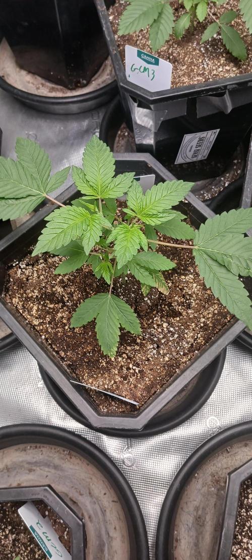 Winter-Spring 2026. Week 2