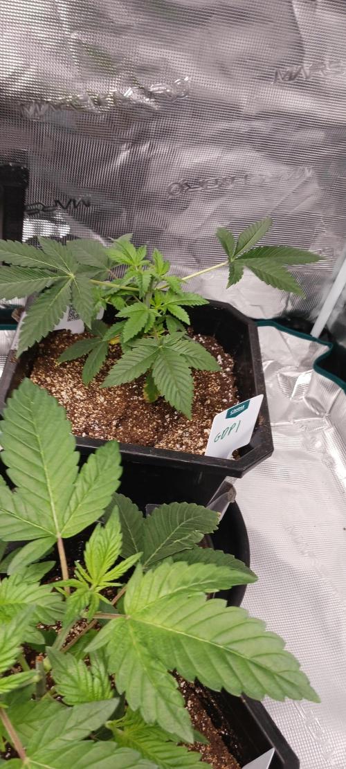 Winter-Spring 2026. Week 3