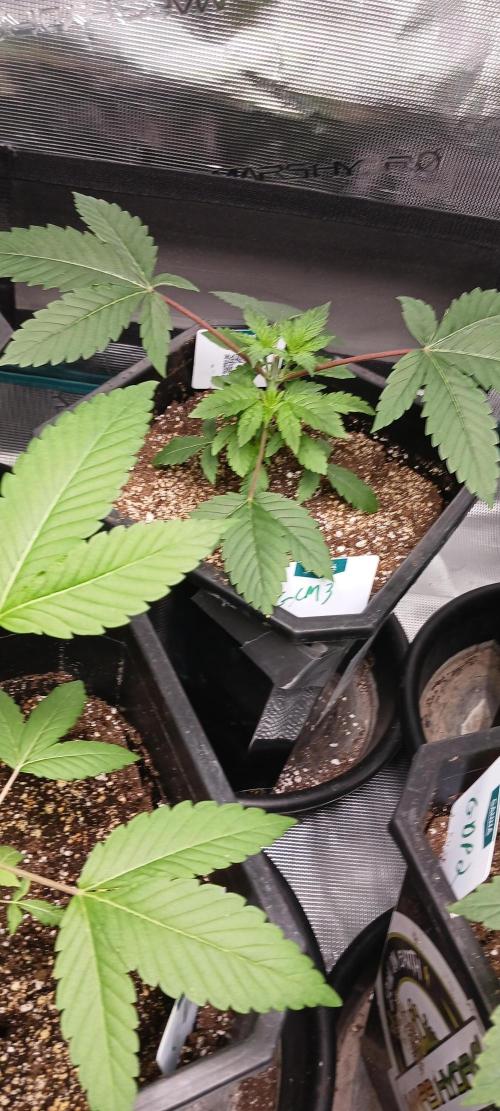 Winter-Spring 2026. Week 3