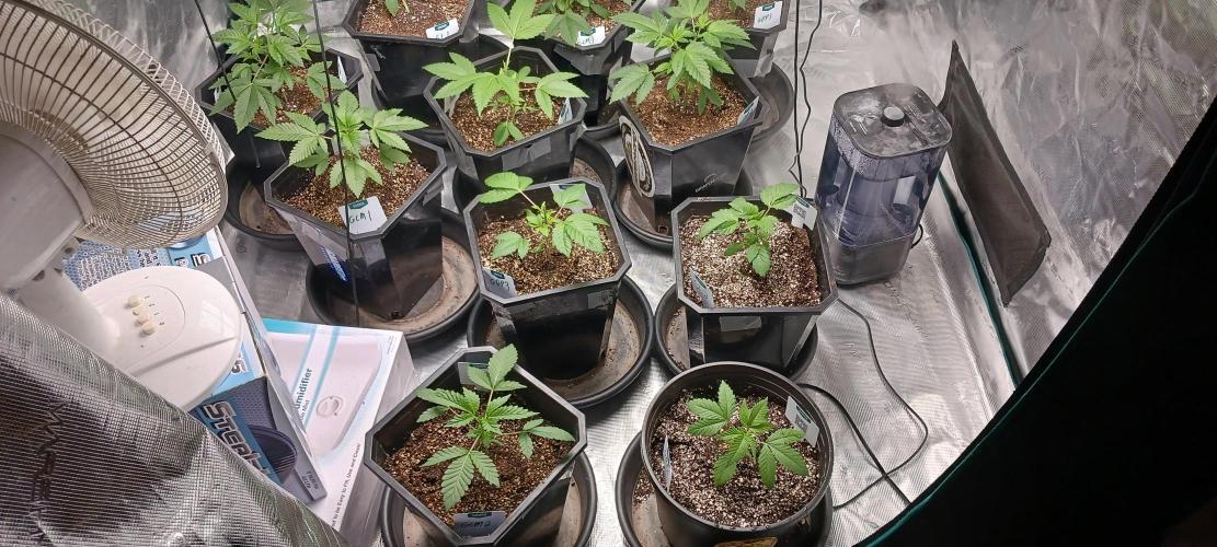 Winter-Spring 2026. Week 3