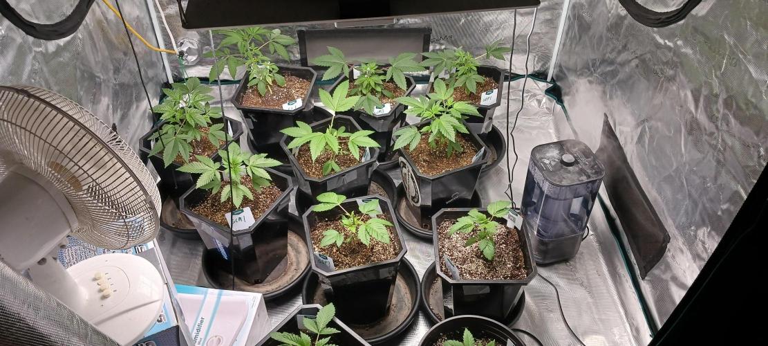 Winter-Spring 2026. Week 3