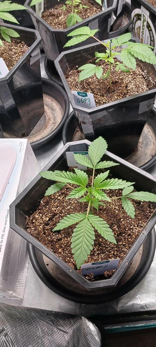 Winter-Spring 2026. Week 3