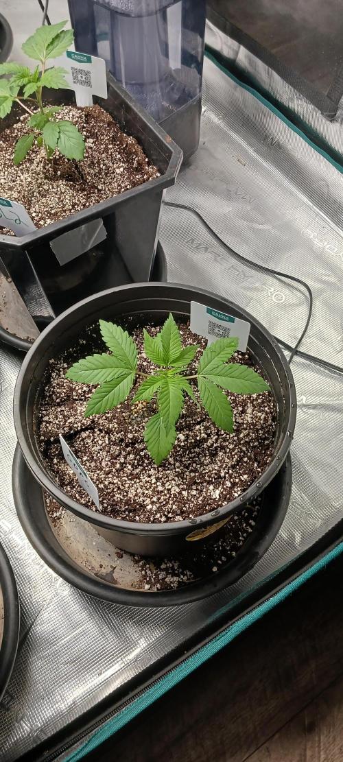 Winter-Spring 2026. Week 3 - LAST GDP to be transplanted