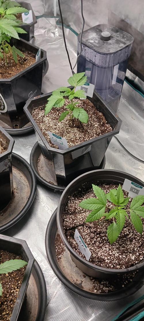 Winter-Spring 2026. Week 3