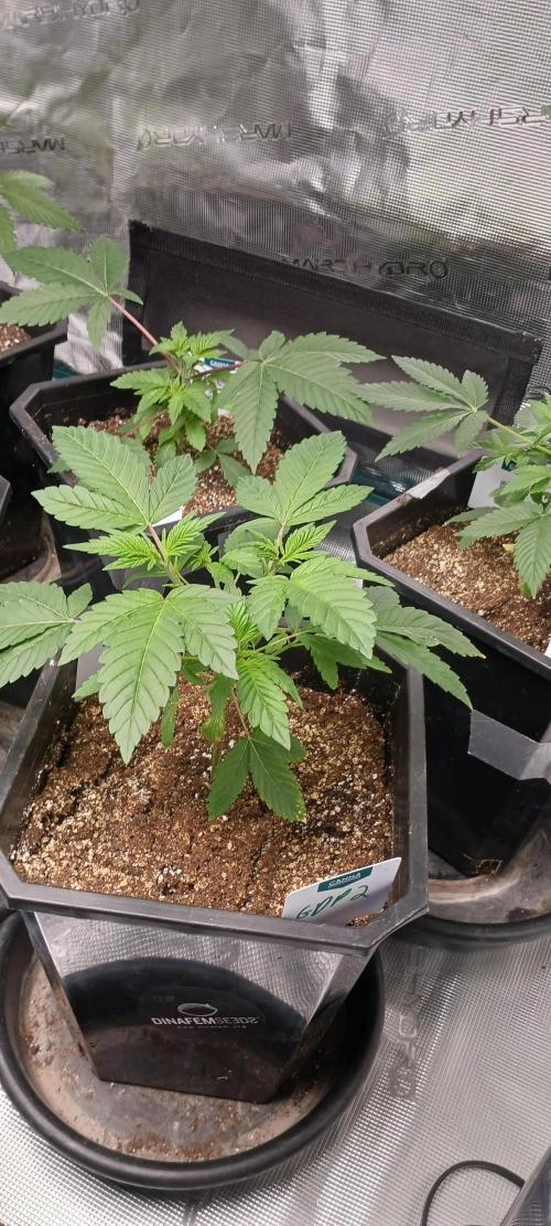 Winter-Spring 2026. Week 3