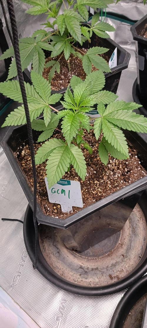 Winter-Spring 2026. Week 3