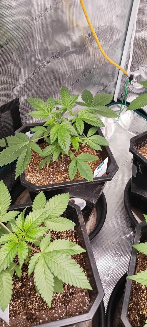 Winter-Spring 2026. Week 3