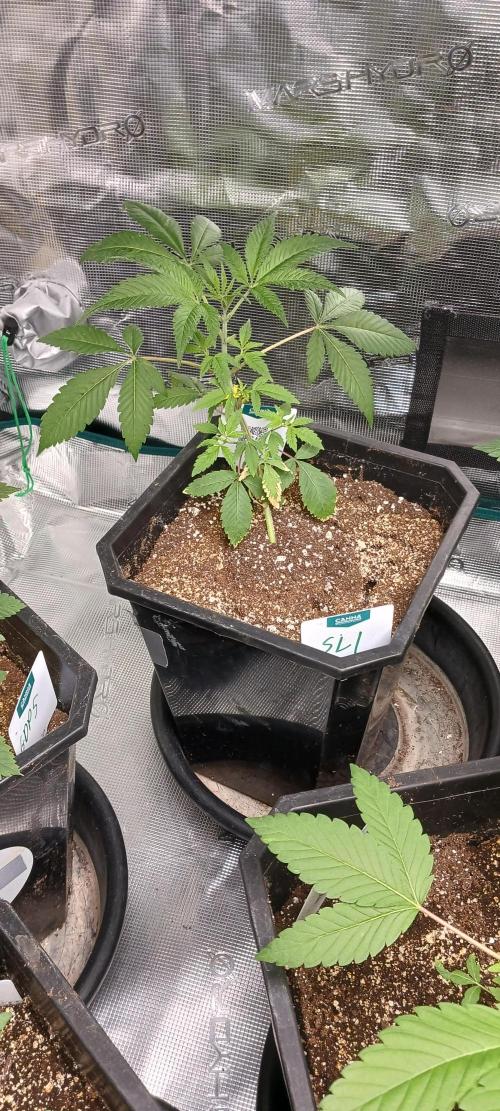 Winter-Spring 2026. Week 3 - Slurricane LST