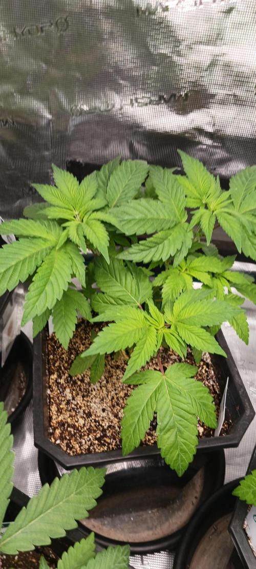 Winter-Spring 2026. Week 4