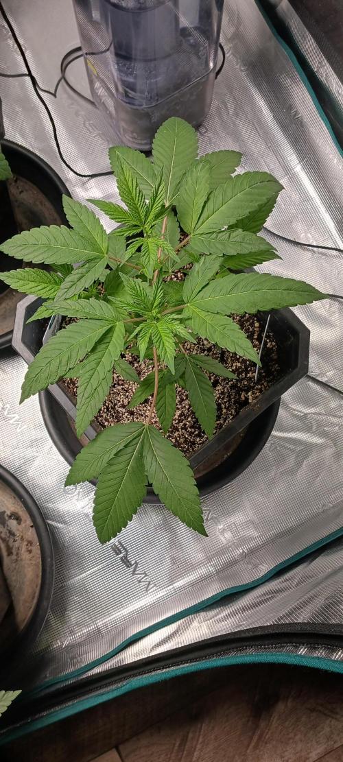 Winter-Spring 2026. Week 4