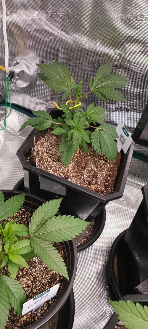 Winter-Spring 2026. Week 4