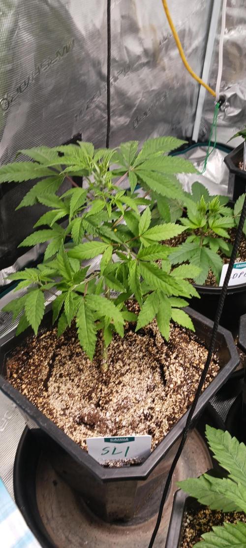 Winter-Spring 2026. Week 4