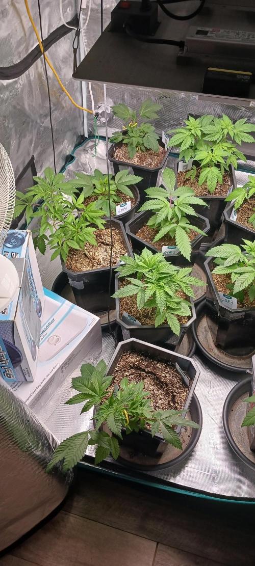 Winter-Spring 2026. Week 4