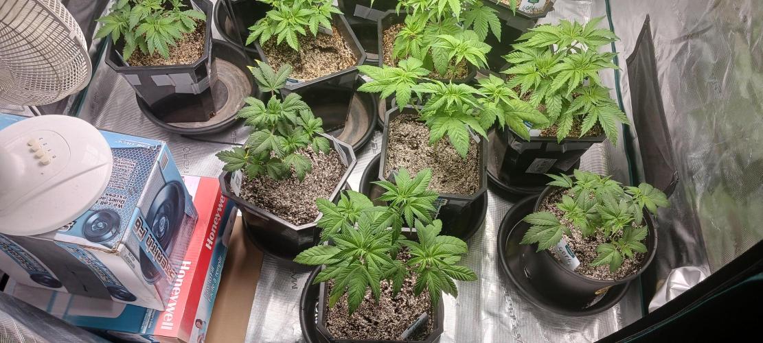 Winter-Spring 2026. Week 5