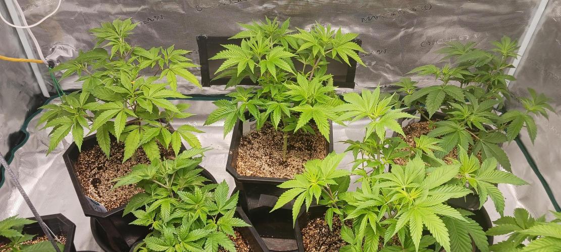 Winter-Spring 2026. Week 5