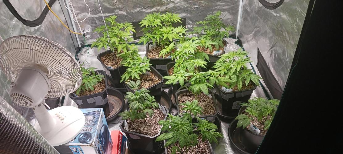 Winter-Spring 2026. Week 5