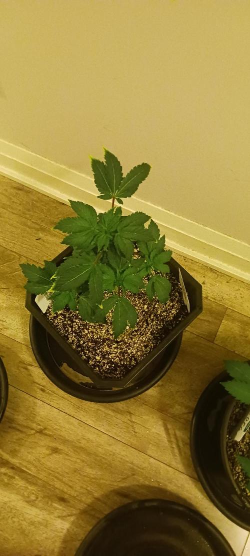 Winter-Spring 2026. Week 5