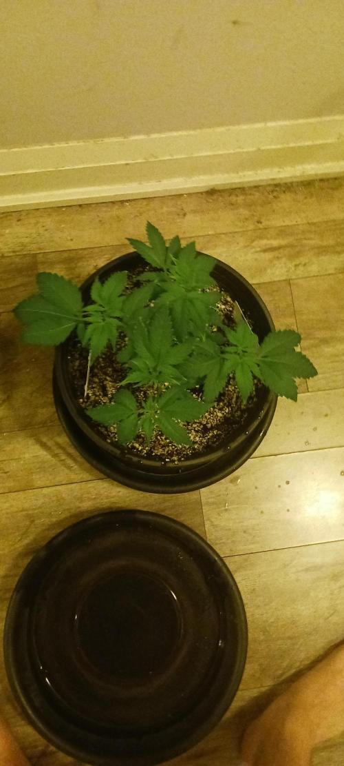 Winter-Spring 2026. Week 5