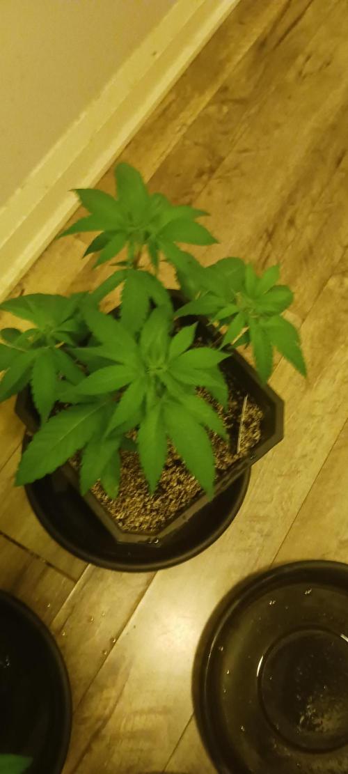 Winter-Spring 2026. Week 5