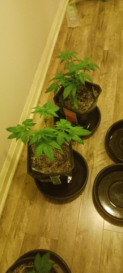 Winter-Spring 2026. Week 5