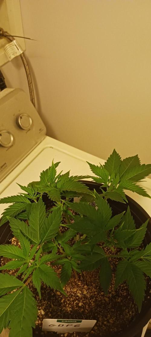 Winter-Spring 2026. Week 5