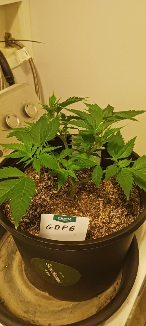 Winter-Spring 2026. Week 5