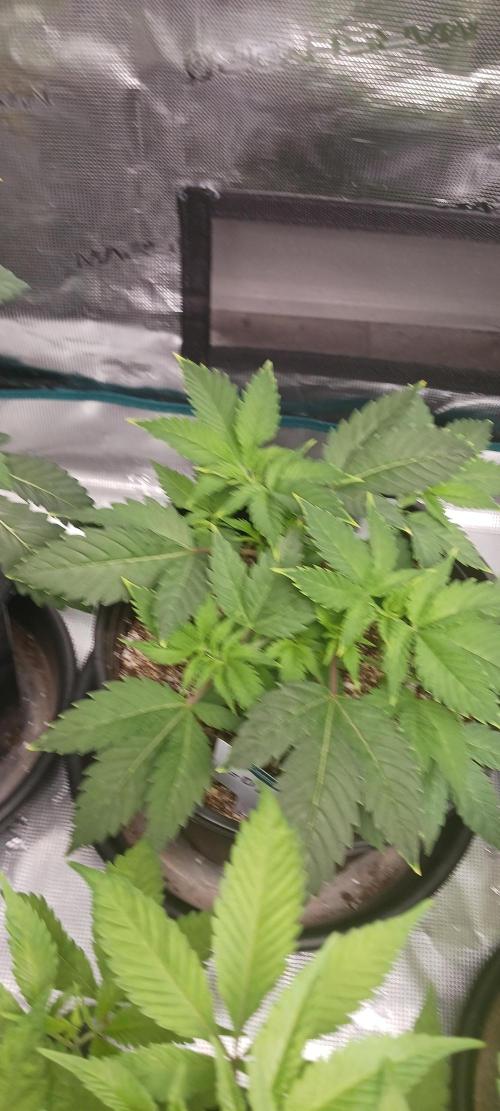 Winter-Spring 2026. Week 5