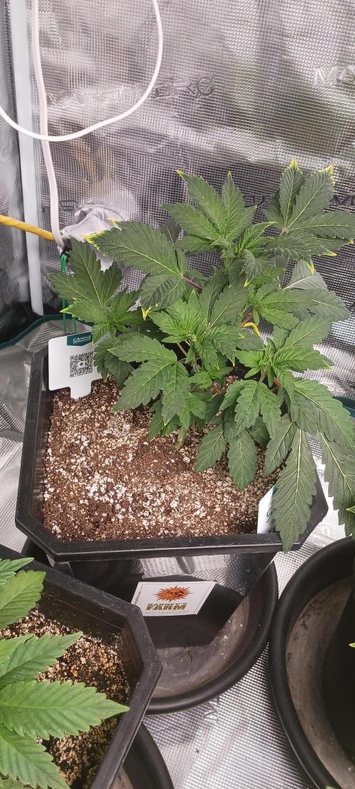 Winter-Spring 2026. Week 5