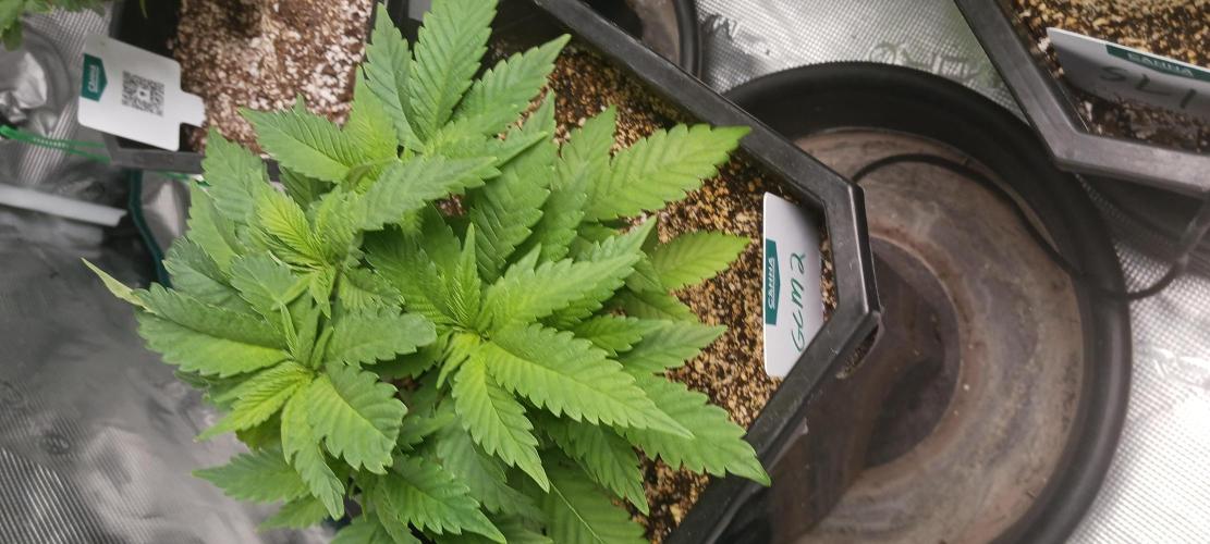 Winter-Spring 2026. Week 5