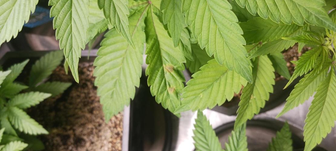 Winter-Spring 2026. Week 5 - A bit of spotting but nothing to be concerned about. Just up the nutes. 