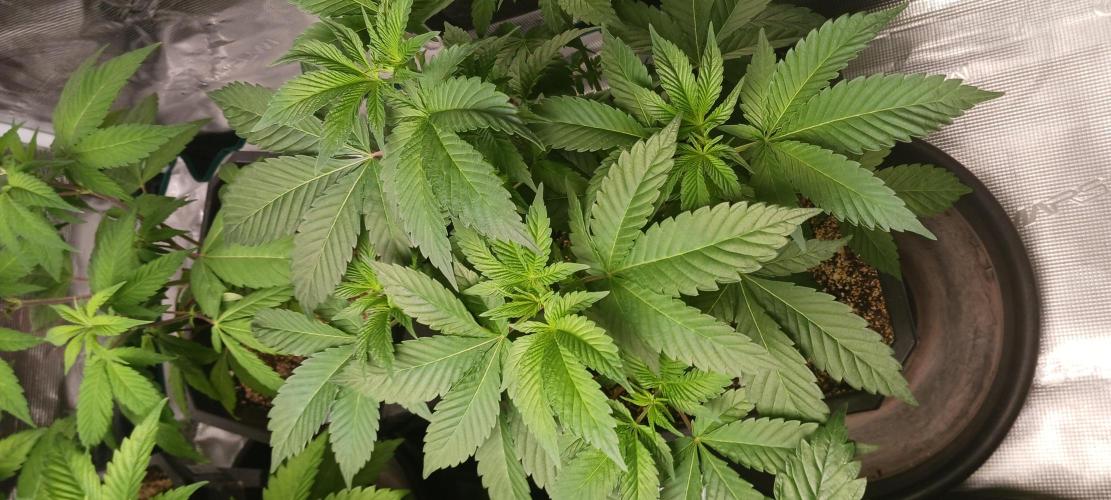 Winter-Spring 2026. Week 5