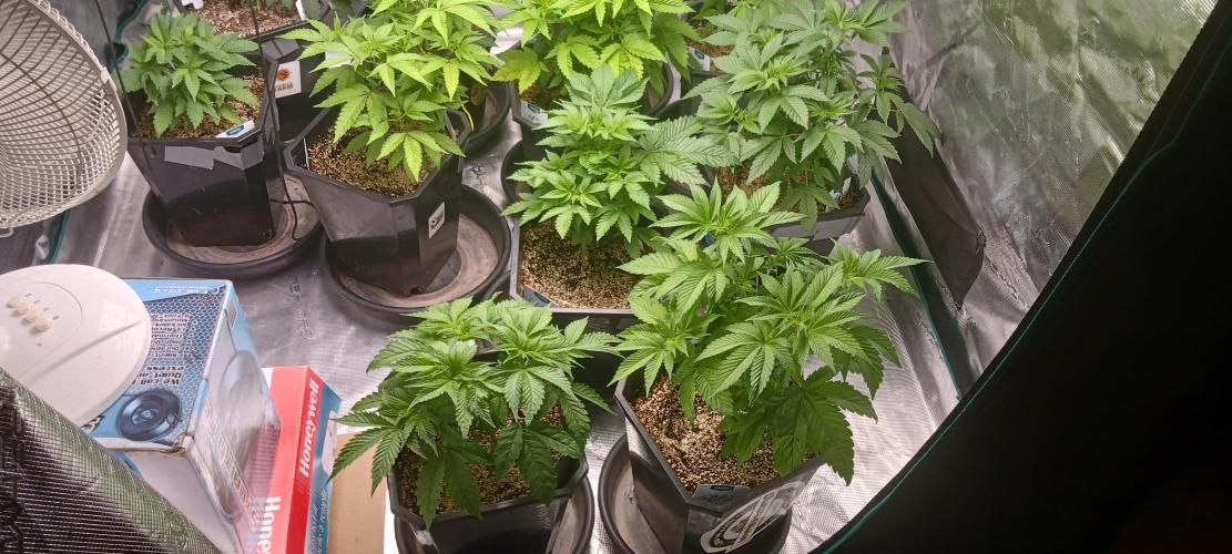 Winter-Spring 2026. Week 5