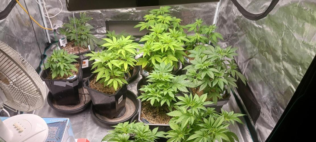 Winter-Spring 2026. Week 5