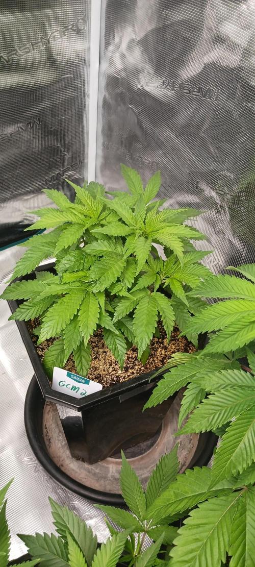 Winter-Spring 2026. Week 6