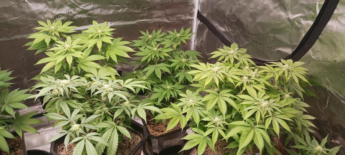 Winter-Spring 2026. Week 9