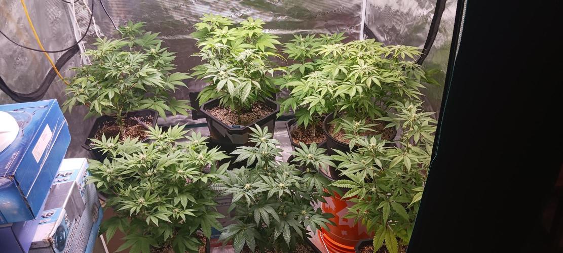 Winter-Spring 2026. Week 9 - Back row all GDP