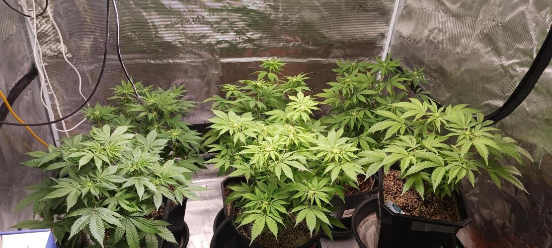 Winter-Spring 2026. Week 9