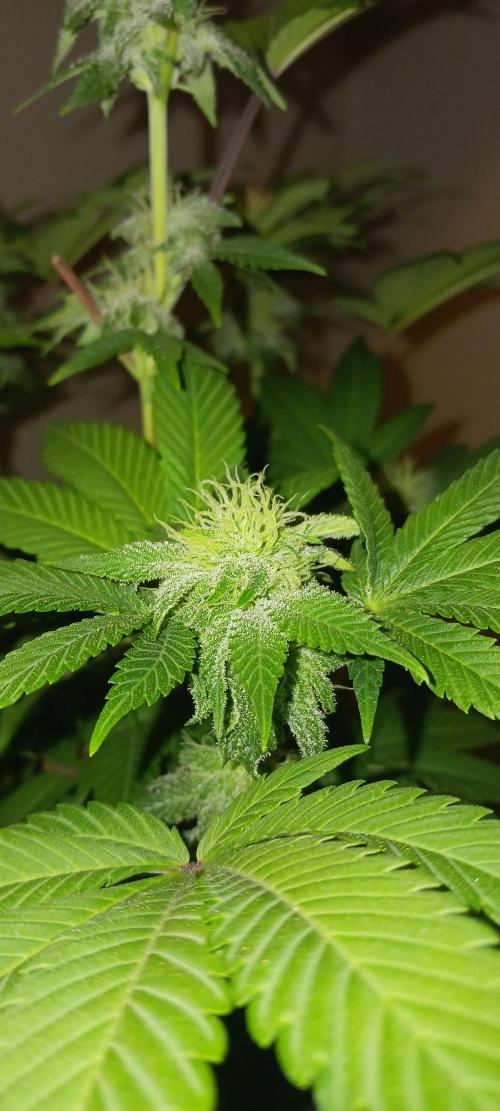 Winter-Spring 2026. Week 10 - GDP6 Flash