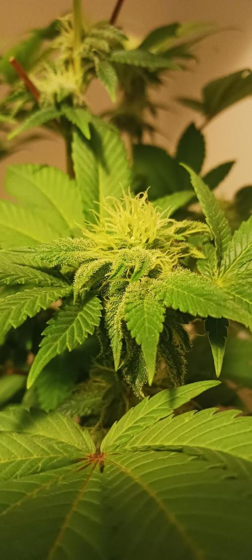 Winter-Spring 2026. Week 10 - GDP6 no flash